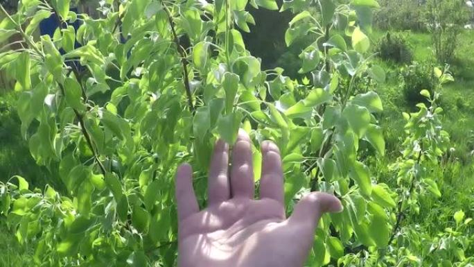 女人的手触摸美丽的绿叶的特写。通过皮肤感受美好的世界。触觉