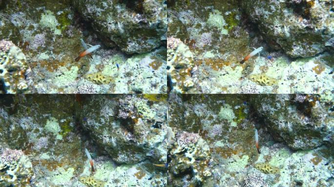 石垣岛附近的一对Nemateleotris magnifica、火虎鱼、火鱼、火飞鱼、红火虎鱼或ha