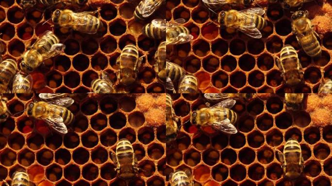 当卵孵化时，工蜂会添加蜂王浆-一种年轻蜜蜂头上腺体的分泌物