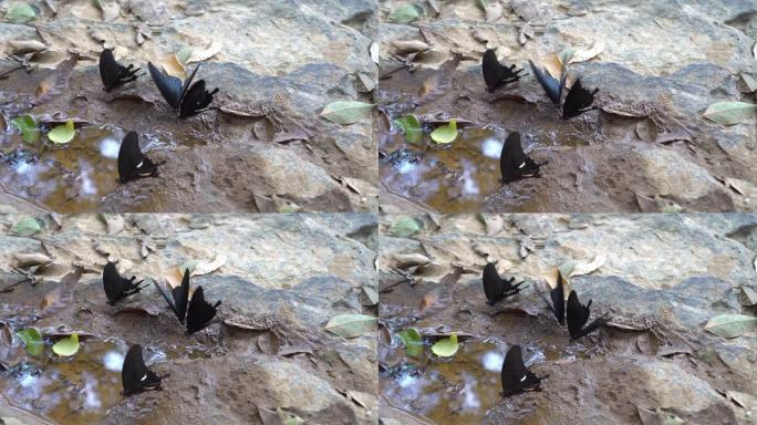 蝴蝶在石头上自然进食。