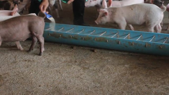 在农场和饲料箱中喂猪