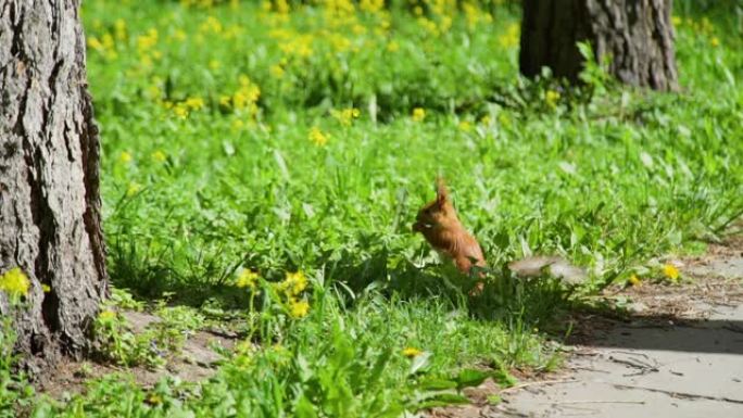 公园草地上的好奇红松鼠