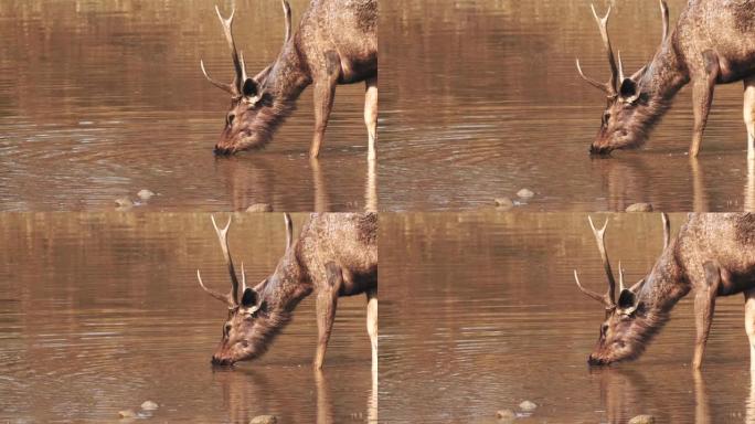 在塔多巴喝的水鹿鹿的特写镜头