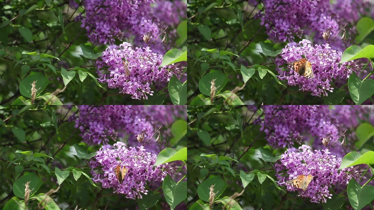 在阳光明媚的春天，花在盛开的丁香花上画蝴蝶 (Vanessa Cynthia cardui)。浅场深