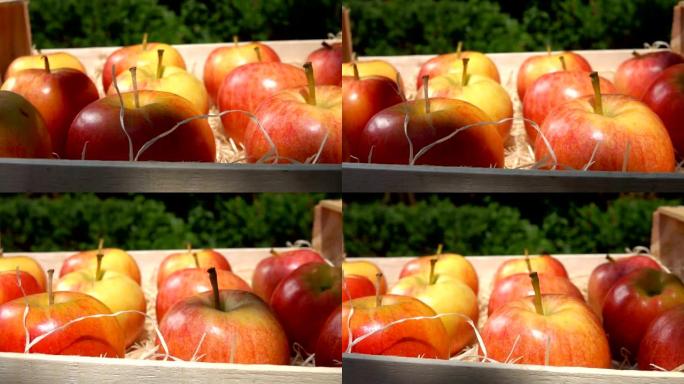 成熟多汁的红苹果躺在木箱里