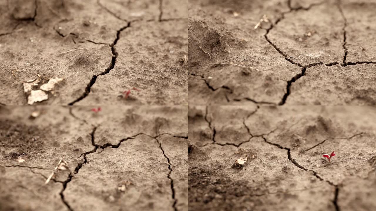 田地干燥，地面开裂。干旱气候