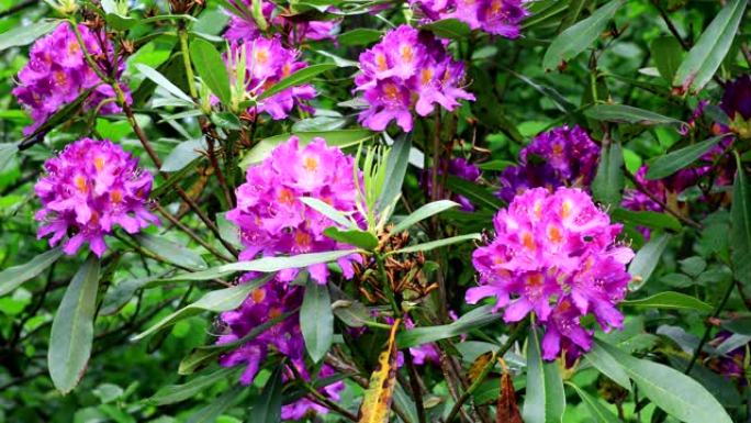 urginea maritima flover