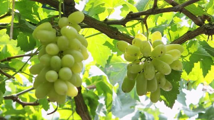 优质葡萄用于收获和葡萄酒生产。
