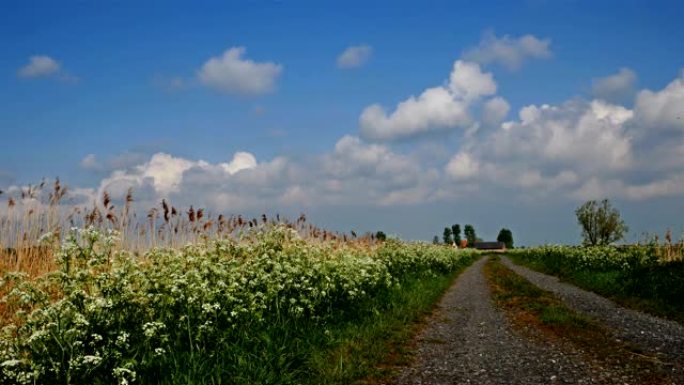 比利时法兰德斯，乡村春天风景: 沿着乡村小路盛开的花朵