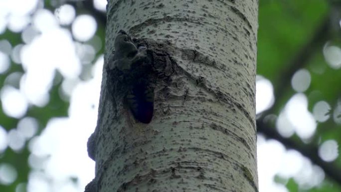 伯德是一只红黑白啄木鸟 (Dendrocopos major)，在他的巢穴周围熙熙攘攘。