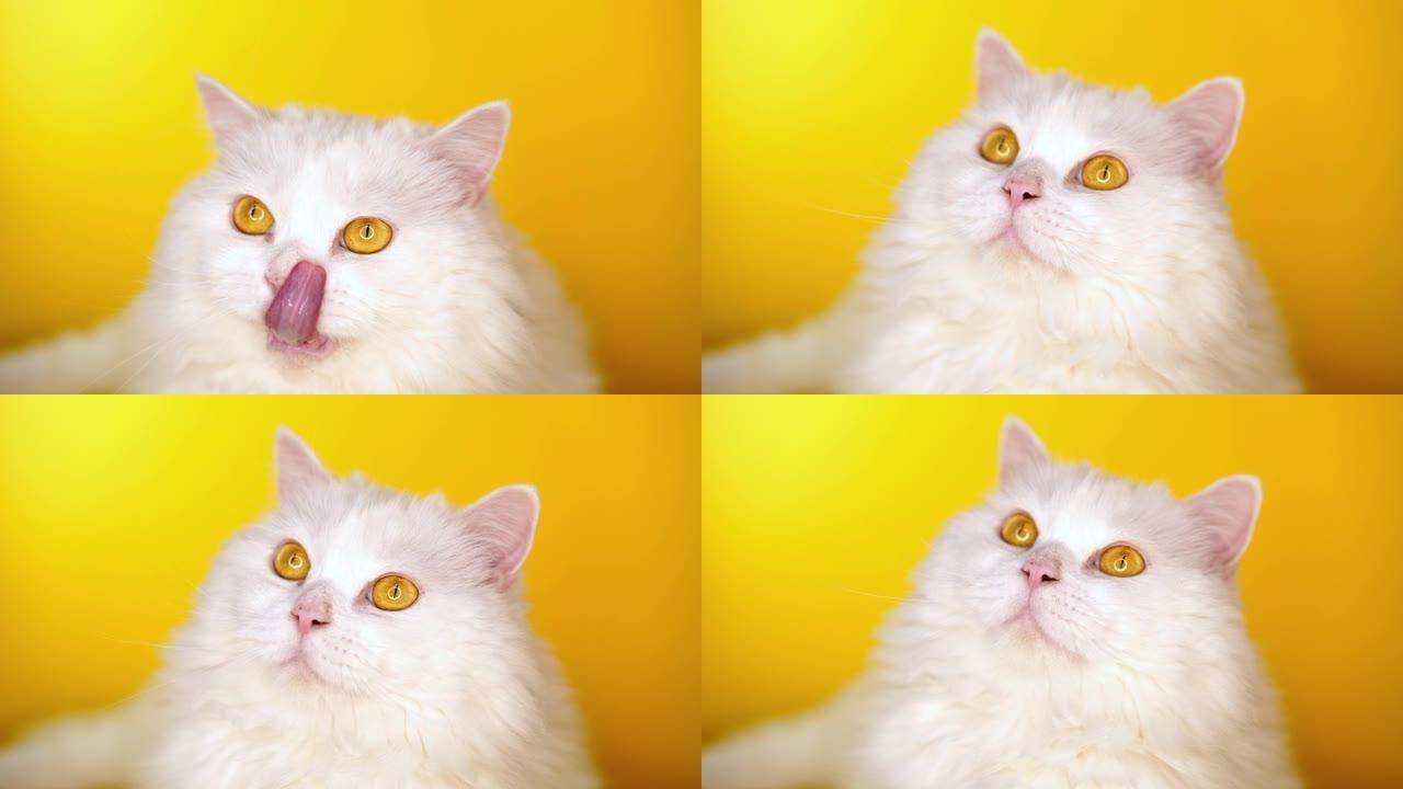 高地直蓬松猫的肖像在黄色背景上舔。时尚，风格，酷动物概念。工作室镜头。白色猫咪。