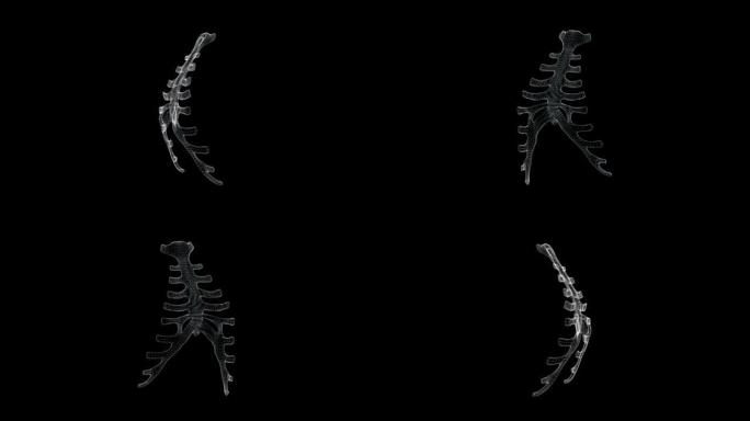 人体内胸骨和肋骨结构骨的3d屏幕-环