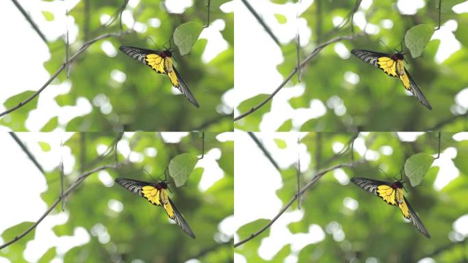 台湾山区的雌性金鸟翼野生动物