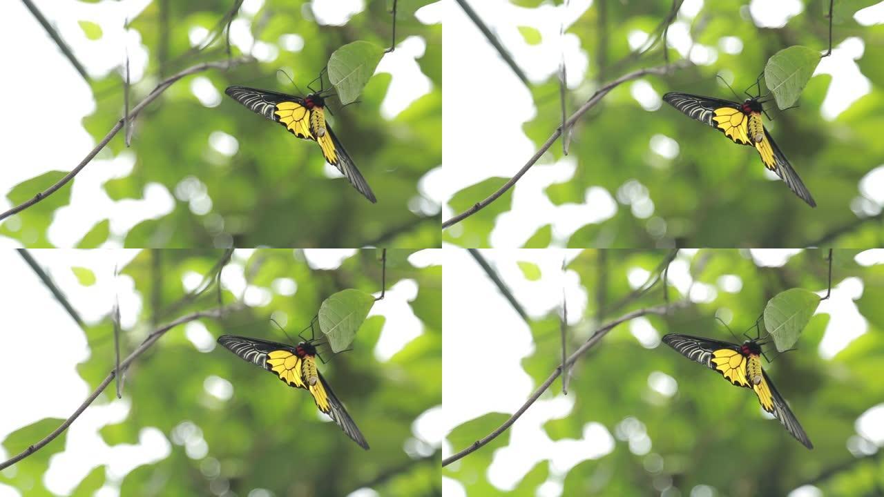 台湾山区的雌性金鸟翼野生动物