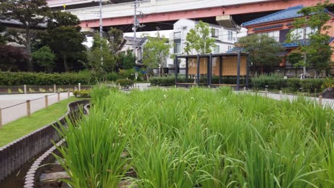 日本东京鸢尾花花园