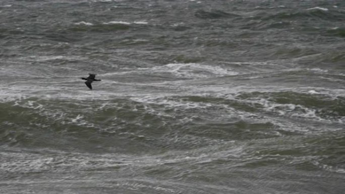 鹅以不完美的形式飞行。慢动作。鸟雁在暴风雨中在水面上编队飞行。迁徙较大的鸟类，在海上飓风期间在大浪上