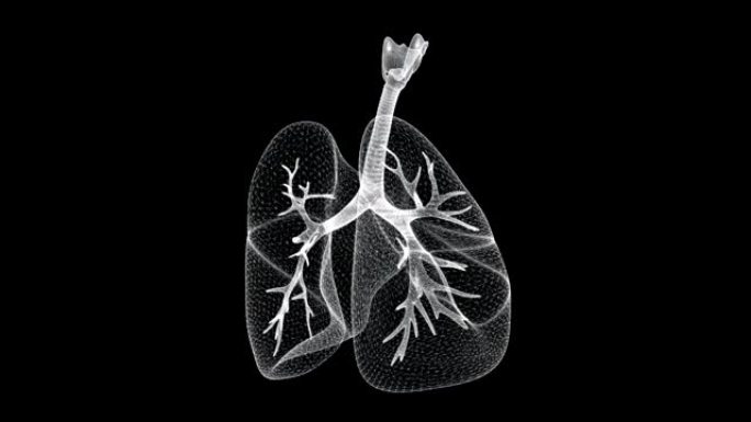 人体循环的肺，呼吸道和支气管的全息图屏幕