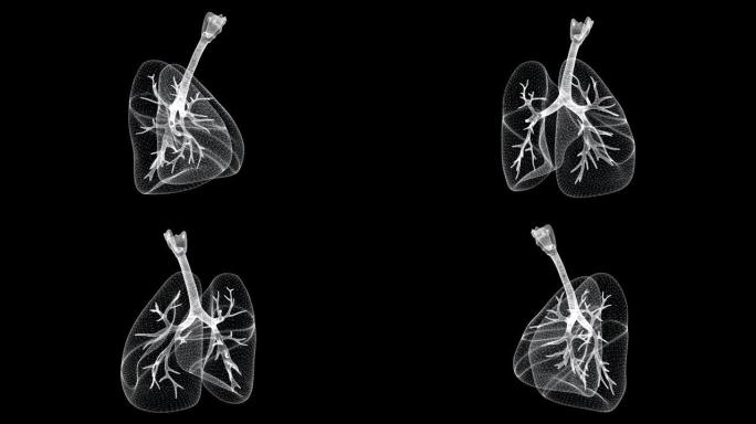 人体循环的肺，呼吸道和支气管的全息图屏幕