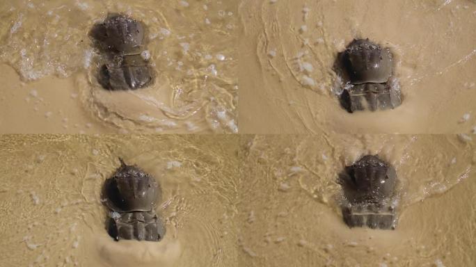 马蹄蟹在墨西哥湾沿岸的沙滩上高潮时交配