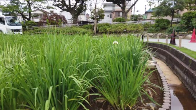 日本东京鸢尾花花园