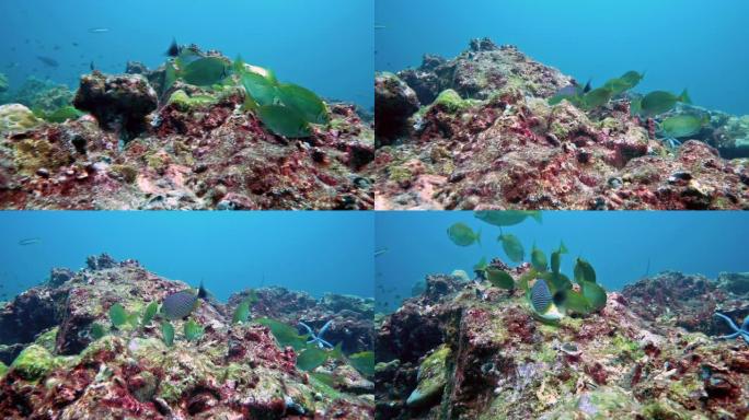 以贫瘠珊瑚礁为食的兔鱼 (Siganus javus)