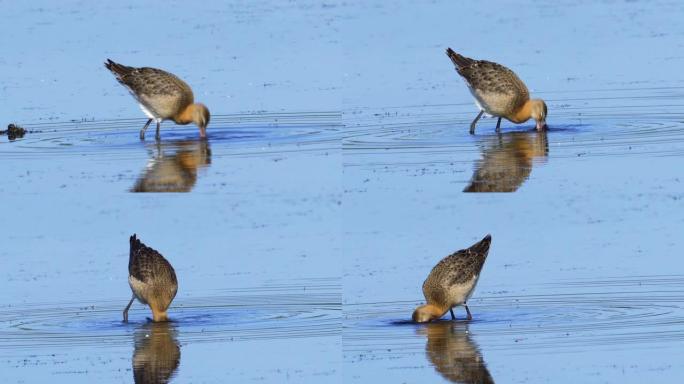 鸟-黑尾Godwit (Limosa limosa) 穿过沼泽。