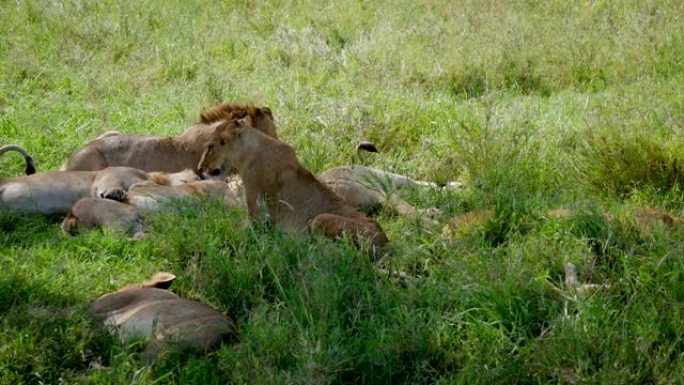 非洲野生狮子的骄傲躺在灌木丛中休息以逃避热量