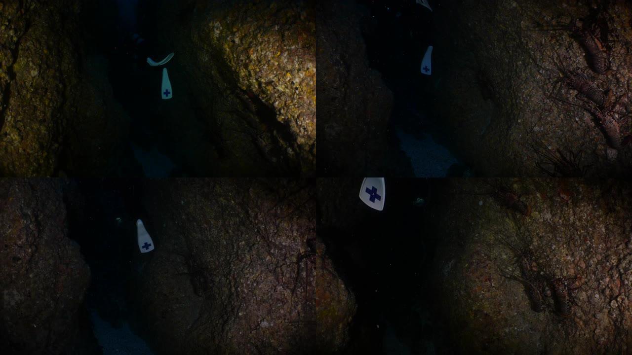 小笠原群岛黑暗海底洞穴的巨型龙虾群