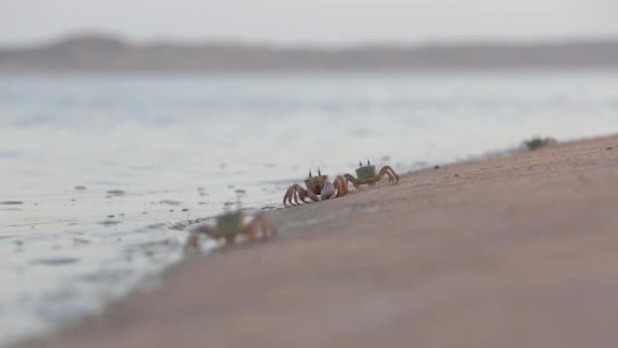 小沙蟹在海滩上沿着水边爬行并收集食物