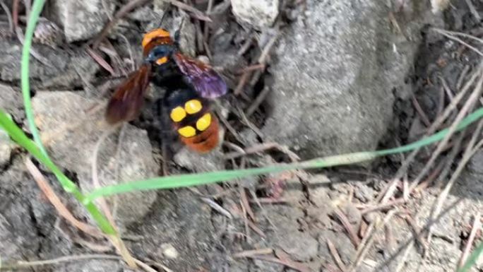 猛犸象黄蜂 (Megascolia maculata)，在地面上行走