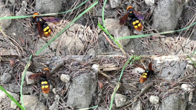 猛犸象黄蜂 (Megascolia maculata)，在地面上行走