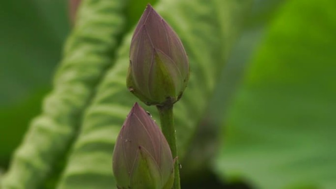 莲花 (Nelumbo nucifera)