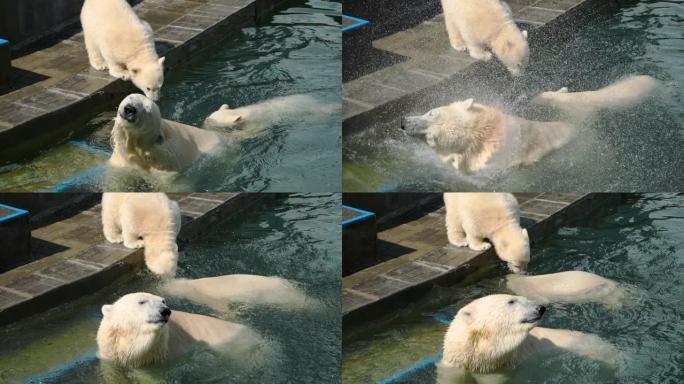 北极熊在水中玩耍