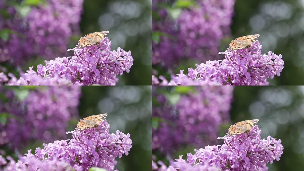 在阳光明媚的春天，花在盛开的丁香花上画蝴蝶 (Vanessa Cynthia cardui)。浅深度