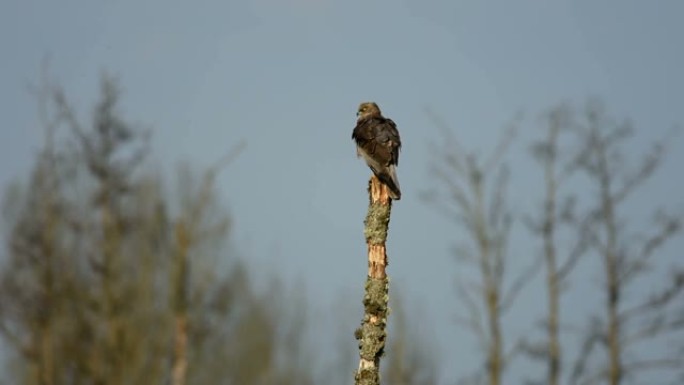 西部沼泽鹞 (Circus aeruginosus)