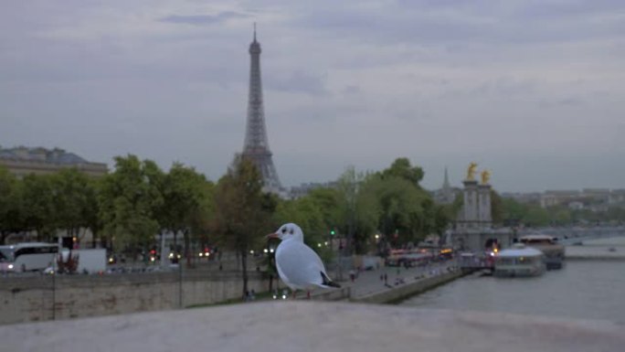 海鸥与法国埃菲尔铁塔和海滨的巴黎夜景