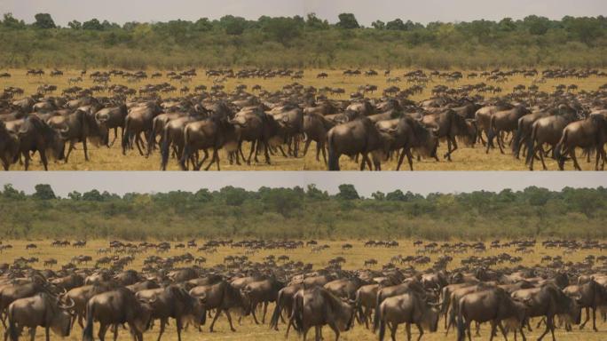 马赛马拉的牛羚和一些斑马