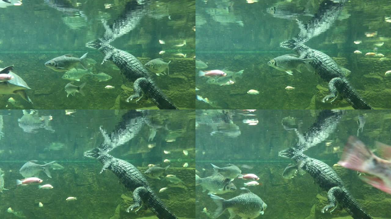 鳄鱼和水中的鱼。