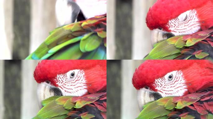 红色和绿色的鹦鹉鸟在大自然