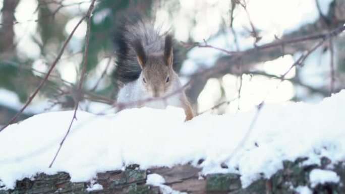 松鼠试图找到坚果的特写镜头。冬季森林中的动物