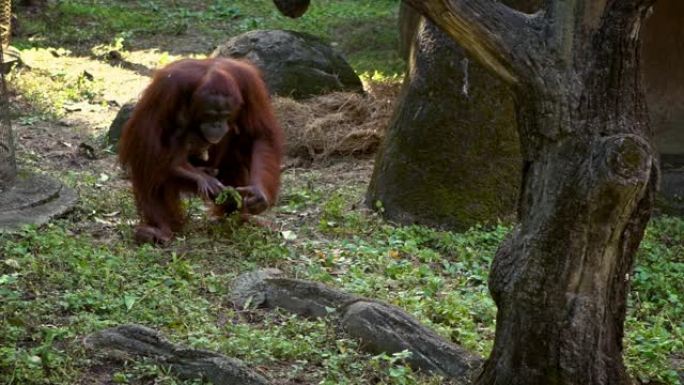 婆罗洲猩猩妈妈和宝宝的慢动作用手吃一些草