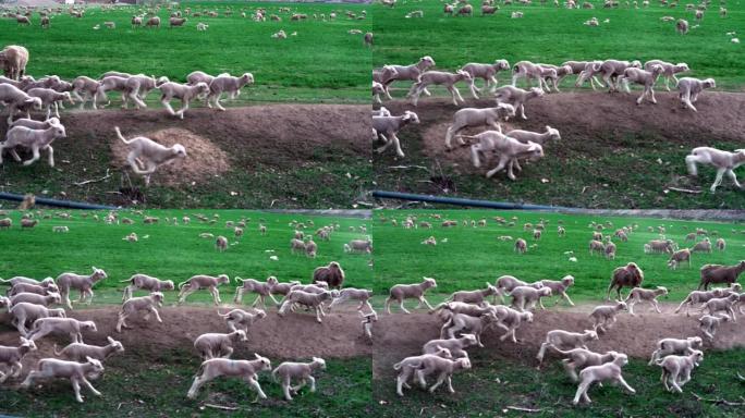 日落时分，绵羊和新生的羔羊在犹他州美丽的绿色牧场中嬉戏，玩耍和放牧