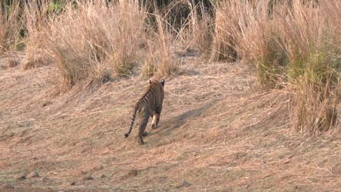 老虎幼崽走开并进入印度tadoba的森林