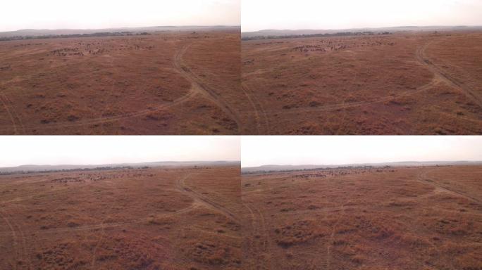 萨凡纳动物的鸟瞰图