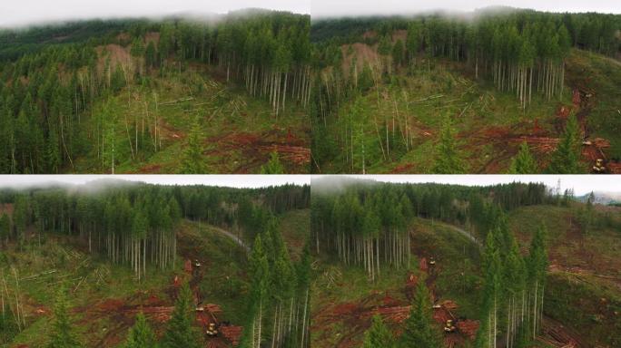 伐木业和可再生森林的鸟瞰图。
