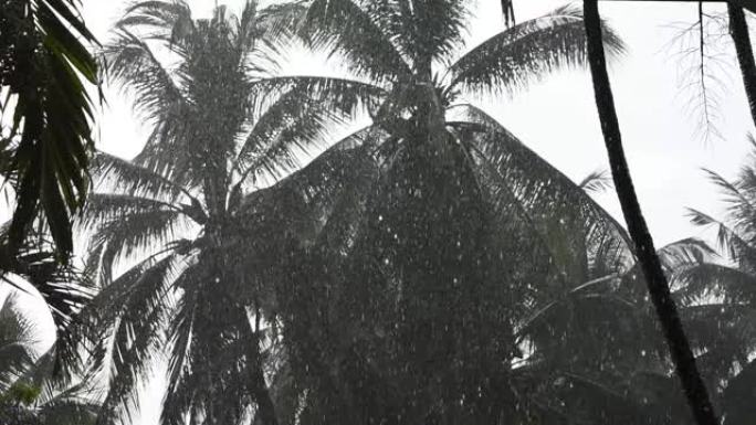 雨天的椰树和灰色的天空