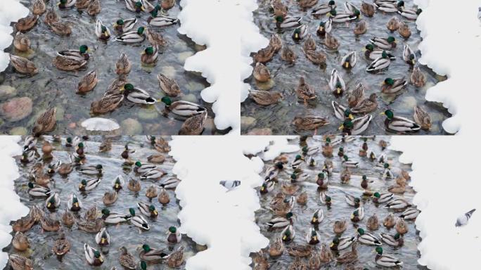 一群鸭子和龙在有雪的河里游泳