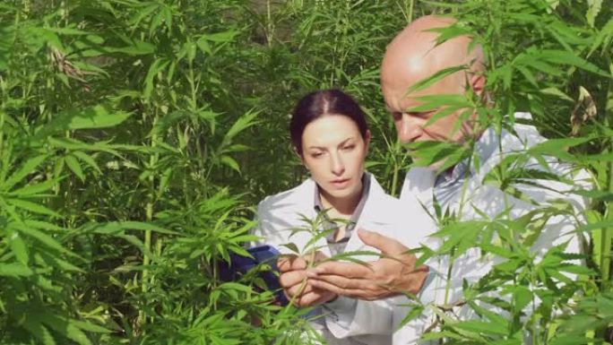 专业研究人员在田间分析大麻植物