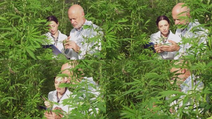 专业研究人员在田间分析大麻植物