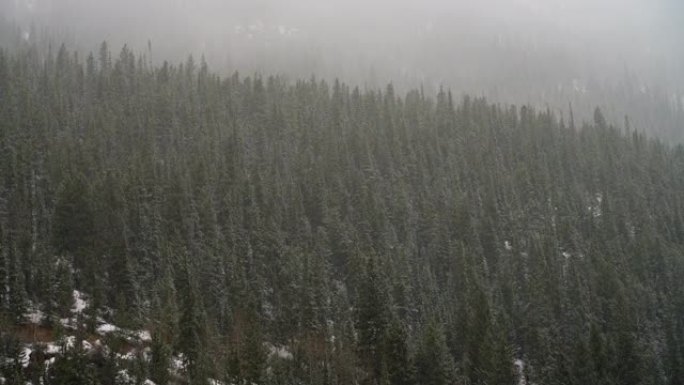 科罗拉多州萨里纳，帝王山附近的山林里，下着雪。